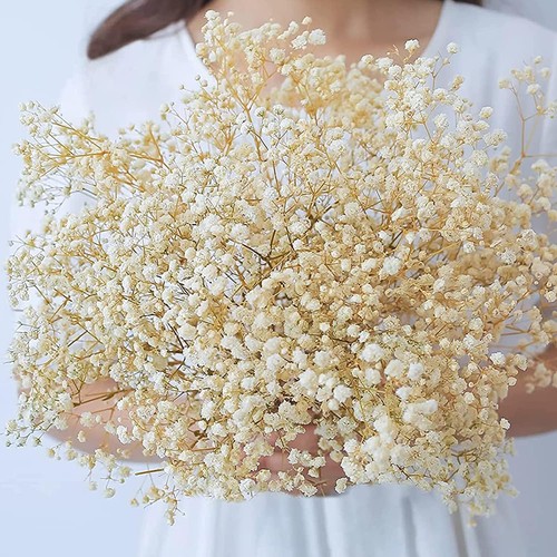 Preserved dried baby breath - preserved,