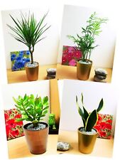 1 Indoor House Plant in Golden Ceramic Pot Windowsill Patio Table Garden Office