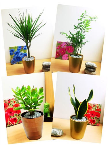 Indoor house plant - indoor,
