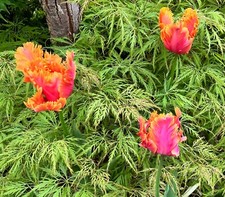 Compost Accelorator, Compost