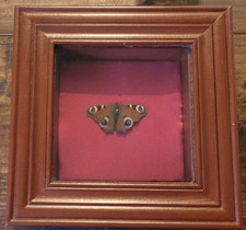 Vintage Peacock Butterfly
