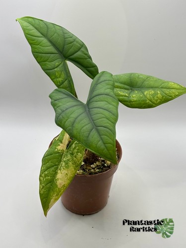 Alocasia bisma silver - alocasia,
