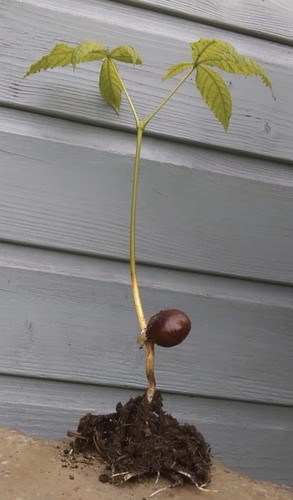 2xhorse chestnuts bare - chestnuts,