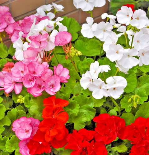 15x geranium colorama - colorama, mix