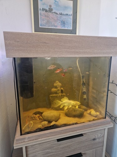 Fish tank aquarium - fish, complete