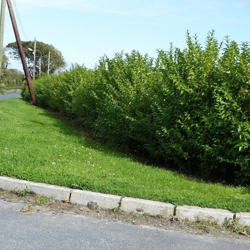 Green privet hedging plants - green,
