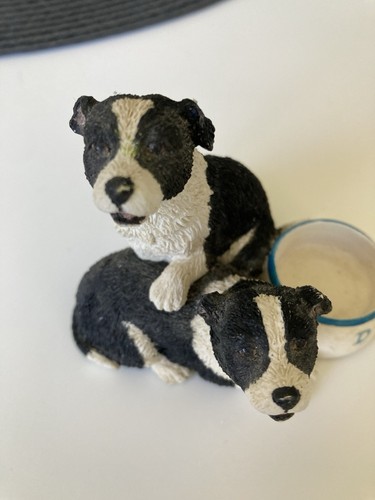 Collie dog puppies - border, fine