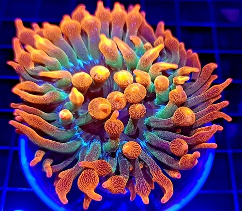 Rainbow bubble tip anemone - tip,