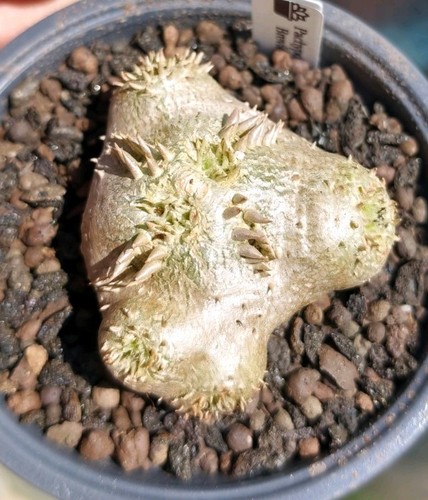 Pachypodium brevicaule - pachypodium,