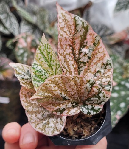 Begonia pink snowcap highly - begonia,