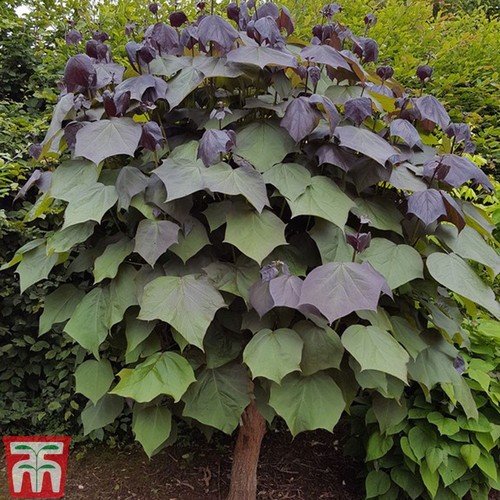 Catalpa purpurea purple leafed - purple,