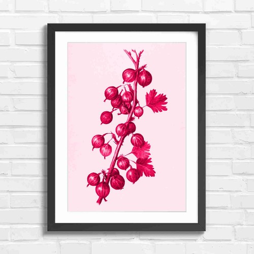Vintage red gooseberry - vintage,