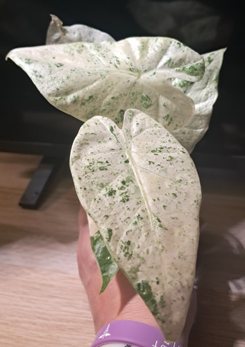 Alocasia macrorrhiza splash - alocasia,