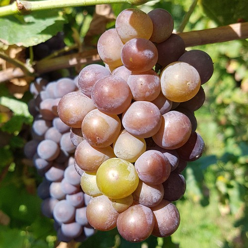 Grape vitis szurkebarat pinot - grape,