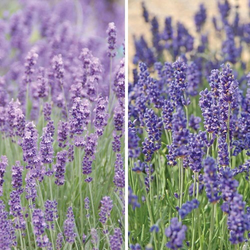 Lavender plant duo garden - duo,