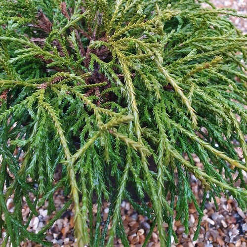 Sawara cypress conifer plant - cypress,