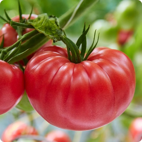 Tomato red brandywine - tomato,, brandywine'