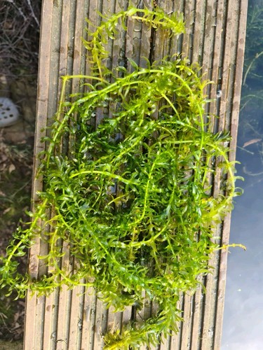 Elodea densa oxygenating - elodea,