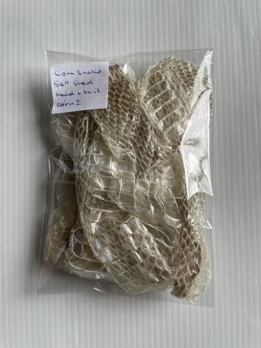 Full adult corn snake - adult,