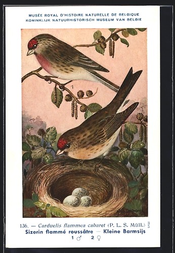 Artist postcard small redpoll - artist,