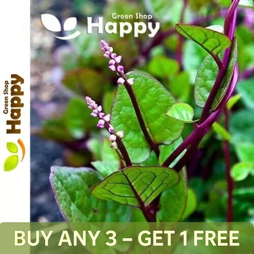 Vegetable herb malabar - malabar, spinach