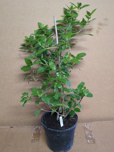 Viburnum tinus eve - *, 3