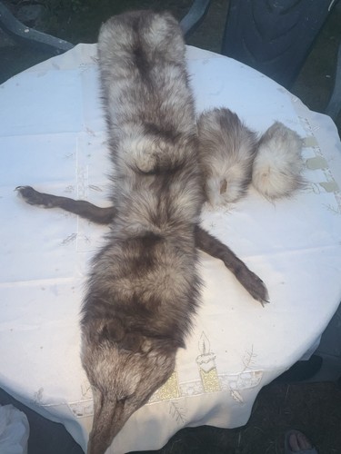 Whole fox body taxidermy real - whole, taxidermy,