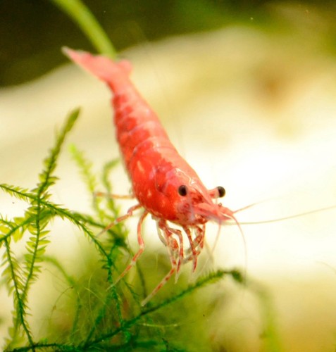 Red cherry shrimp - cherry, (fire