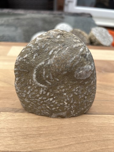 Fossilised coral display - fossilised,