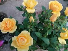 3 hybrid mini yellow bush rose bare root plants