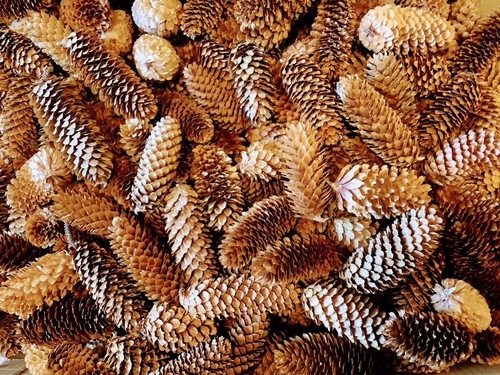 Sitka cones 125 - sitka,