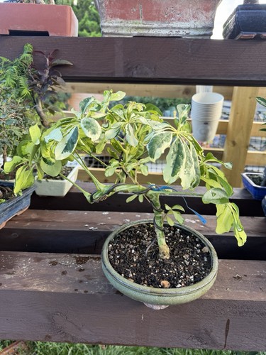 Dwarf umbrella tree - dwarf,