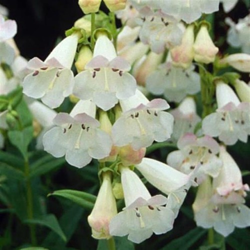 Penstemon wedding day - ‘wedding, day’