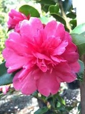 Camellia sasanqua Caroline