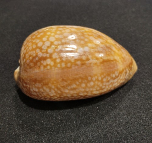 Cowry sea shell - shell, cervus