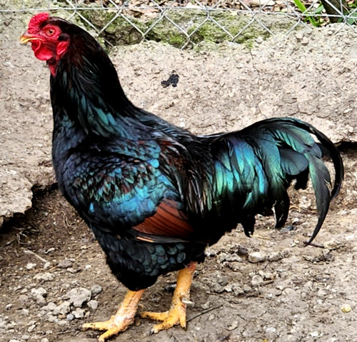 Lotx6 eggs npip - lotx6, cornish