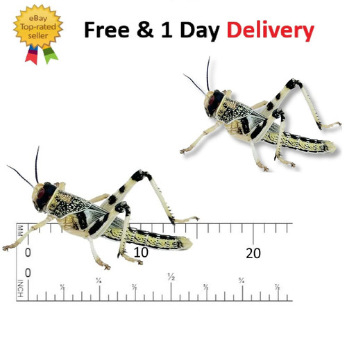 Live locusts - (10mm-20mm),