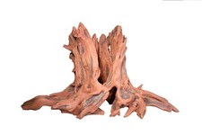 T24 Entangled Hollow Tree