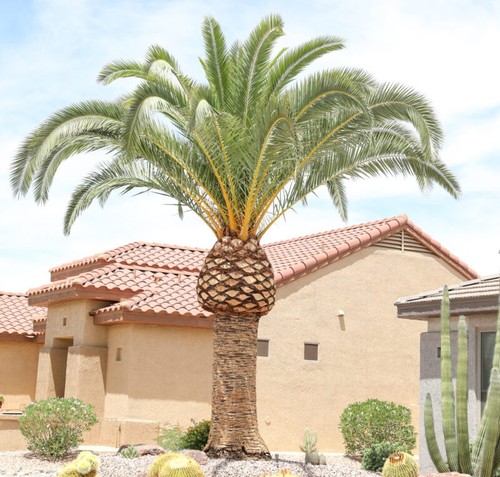 Palmera canaria date - canaria,