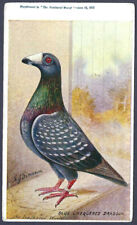 Blue Chequered Dragoon pigeon - 1912 Feathered World trade card - A.J.Simpson