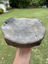 Very Nice Extinct Baleen Whale