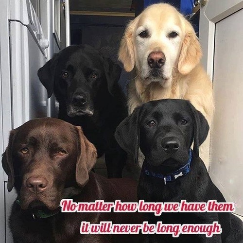 Labrador dog refrigerator - ,