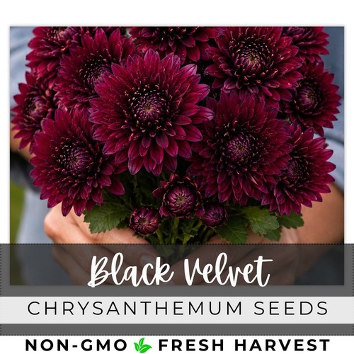 Black velvet mum chrysanthemum - velvet,
