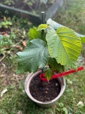 American Hazel nut Saplings 