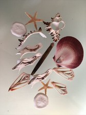 14 Shell scallop Seashell
