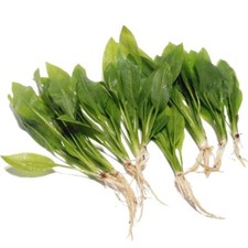 10 x Echinodorus Bleheri - Live Aquatic Plant Amazon Sword  Aquarium Fish K2AQUA