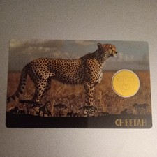African Cheetah - Africa's Big