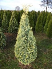 Chamaecyparis lawsoniana