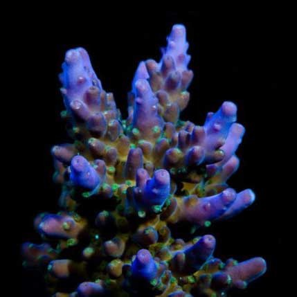 Aquacultured marshall island - aquacultured,
