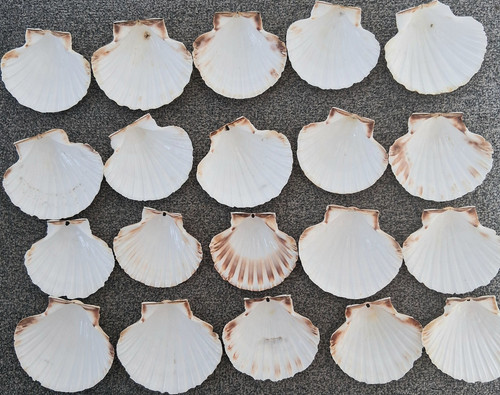 Natural white scallop - 20, craft